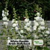White Double Bride Hollyhock Seeds - 20 Seeds - Tall, Pollinator-Friendly Perennial - Image 1