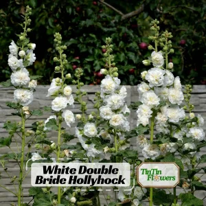 White Double Bride Hollyhock Seeds - 20 Seeds - Tall, Pollinator-Friendly Perennial - Image 1