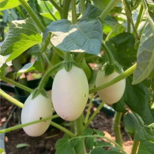 White Egg Eggplant Seeds - 20 Count Packet - Heirloom Vegetable for Warm Season Gardens - Image 16