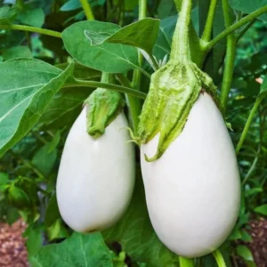 White Egg Eggplant Seeds - 20 Count Packet - Heirloom Vegetable for Warm Season Gardens - Image 17