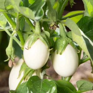 White Egg Eggplant Seeds - 20 Count Packet - Heirloom Vegetable for Warm Season Gardens - Image 18
