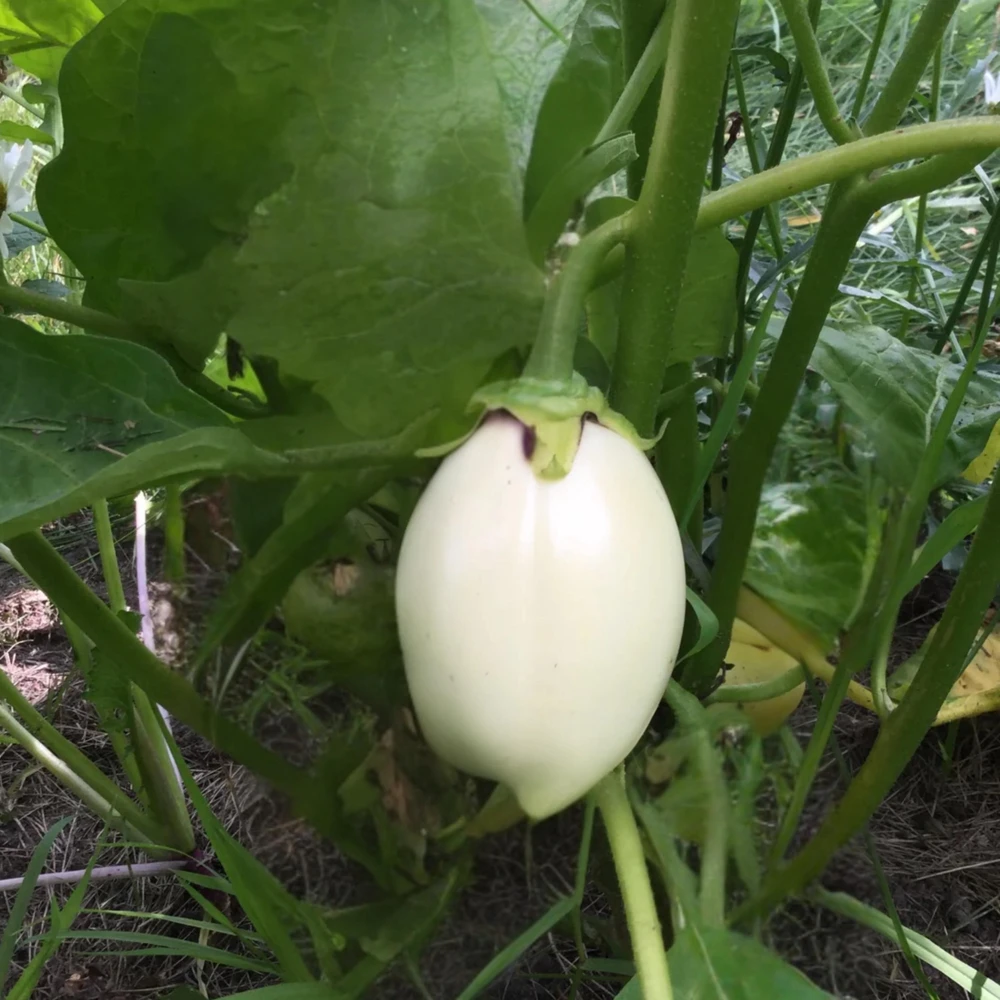 White Egg Eggplant Seeds - 20 Count Packet - Heirloom Vegetable for Warm Season Gardens - Image 2