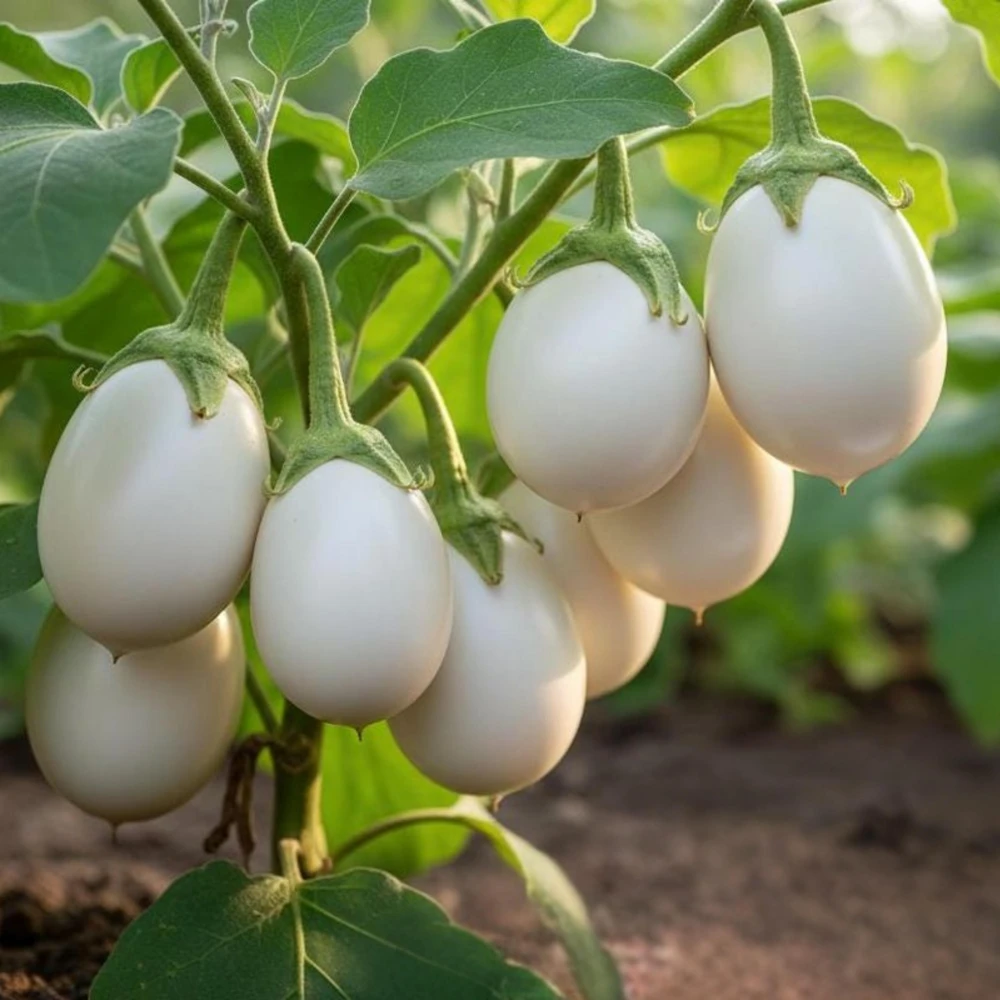 White Egg Eggplant Seeds - 20 Count Packet - Heirloom Vegetable for Warm Season Gardens - Image 3