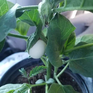 White Egg Eggplant Seeds - 20 Count Packet - Heirloom Vegetable for Warm Season Gardens - Image 4