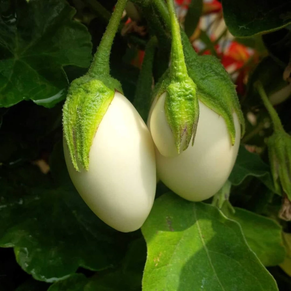 White Egg Eggplant Seeds - 20 Count Packet - Heirloom Vegetable for Warm Season Gardens - Image 5
