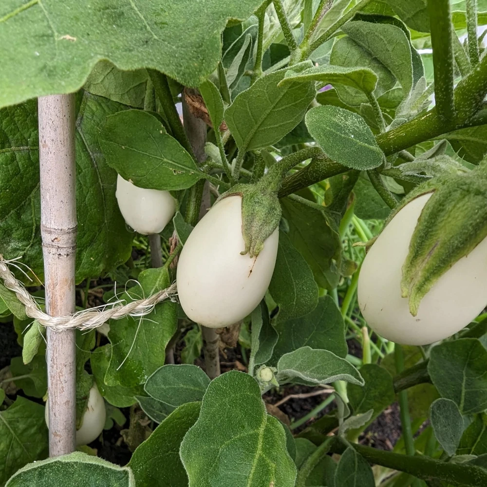 White Egg Eggplant Seeds - 20 Count Packet - Heirloom Vegetable for Warm Season Gardens - Image 6