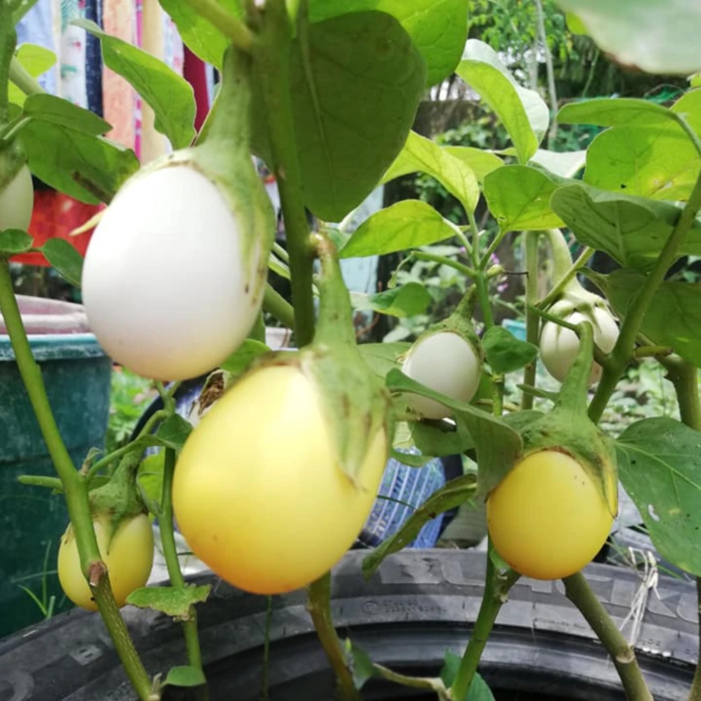 White Egg Eggplant Seeds - 20 Count Packet - Heirloom Vegetable for Warm Season Gardens - Image 7