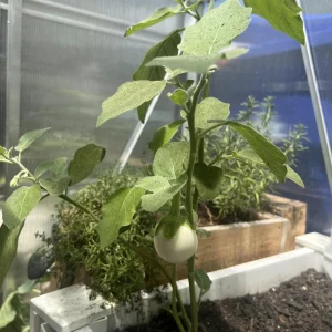 White Egg Eggplant Seeds - 20 Count Packet - Heirloom Vegetable for Warm Season Gardens - Image 9