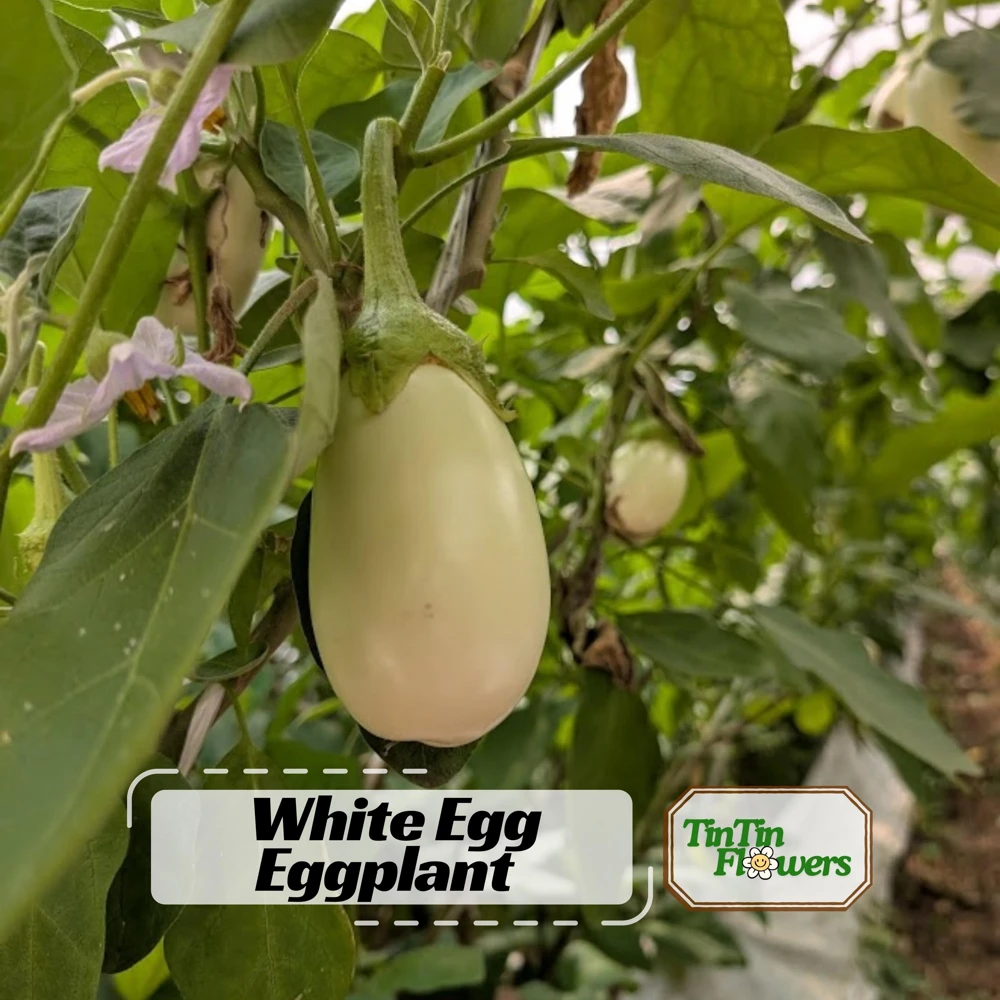 White Egg Eggplant Seeds - 20 Count Packet - Heirloom Vegetable for Warm Season Gardens - Image 1