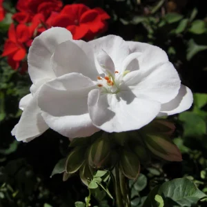 White Geranium Seeds - 20 Count - Pure White Blooms - Pelargonium x hortorum - Outdoor Garden & Container Flower - Image 10