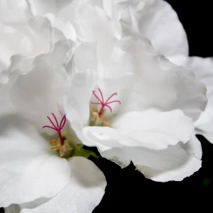 White Geranium Seeds - 20 Count - Pure White Blooms - Pelargonium x hortorum - Outdoor Garden & Container Flower - Image 11