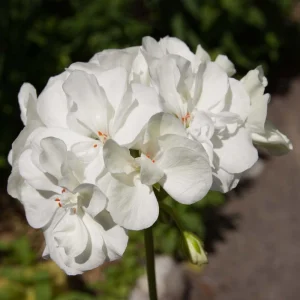 White Geranium Seeds - 20 Count - Pure White Blooms - Pelargonium x hortorum - Outdoor Garden & Container Flower - Image 2