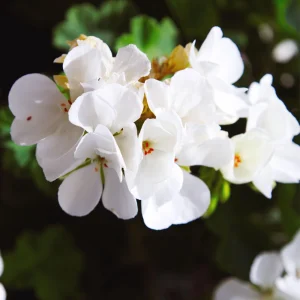 White Geranium Seeds - 20 Count - Pure White Blooms - Pelargonium x hortorum - Outdoor Garden & Container Flower - Image 3
