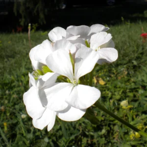 White Geranium Seeds - 20 Count - Pure White Blooms - Pelargonium x hortorum - Outdoor Garden & Container Flower - Image 4