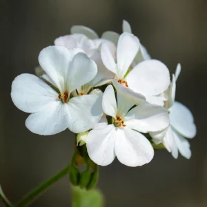 White Geranium Seeds - 20 Count - Pure White Blooms - Pelargonium x hortorum - Outdoor Garden & Container Flower - Image 5