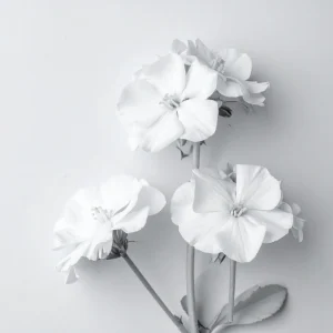 White Geranium Seeds - 20 Count - Pure White Blooms - Pelargonium x hortorum - Outdoor Garden & Container Flower - Image 6
