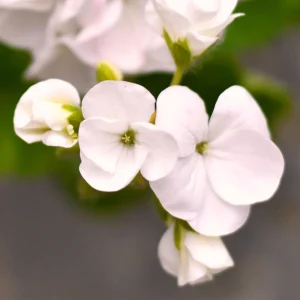 White Geranium Seeds - 20 Count - Pure White Blooms - Pelargonium x hortorum - Outdoor Garden & Container Flower - Image 7