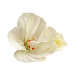 White Geranium Seeds - 20 Count - Pure White Blooms - Pelargonium x hortorum - Outdoor Garden & Container Flower - Image 8