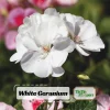White Geranium Seeds - 20 Count - Pure White Blooms - Pelargonium x hortorum - Outdoor Garden & Container Flower - Image 1