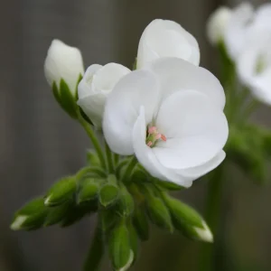 White Geranium Seeds - 20 Count - Pure White Blooms - Pelargonium x hortorum - Outdoor Garden & Container Flower - Image 9