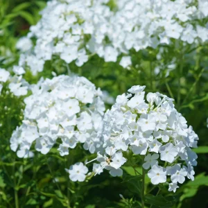 White Hardy Tall Phlox Seeds - 25 Seeds - Cold & Drought Resistant Flower - Image 10