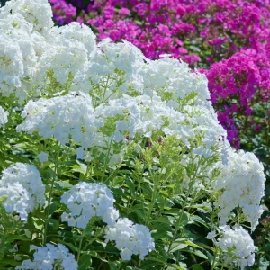 White Hardy Tall Phlox Seeds - 25 Seeds - Cold & Drought Resistant Flower - Image 11