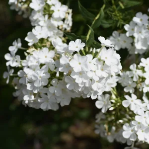White Hardy Tall Phlox Seeds - 25 Seeds - Cold & Drought Resistant Flower - Image 12