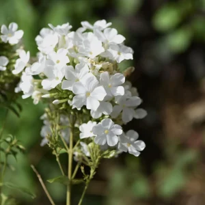 White Hardy Tall Phlox Seeds - 25 Seeds - Cold & Drought Resistant Flower - Image 13