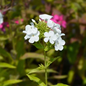 White Hardy Tall Phlox Seeds - 25 Seeds - Cold & Drought Resistant Flower - Image 14