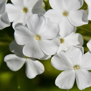 White Hardy Tall Phlox Seeds - 25 Seeds - Cold & Drought Resistant Flower - Image 15