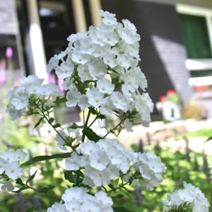 White Hardy Tall Phlox Seeds - 25 Seeds - Cold & Drought Resistant Flower - Image 16