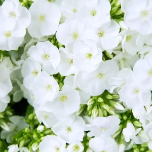 White Hardy Tall Phlox Seeds - 25 Seeds - Cold & Drought Resistant Flower - Image 17