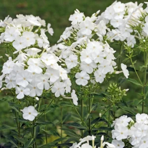 White Hardy Tall Phlox Seeds - 25 Seeds - Cold & Drought Resistant Flower - Image 18