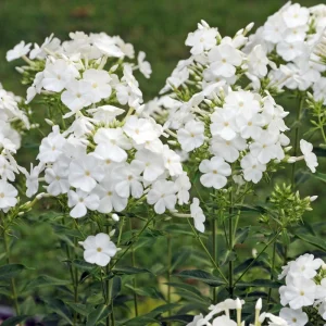 White Hardy Tall Phlox Seeds - 25 Seeds - Cold & Drought Resistant Flower - Image 19