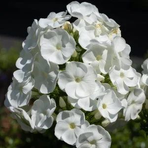 White Hardy Tall Phlox Seeds - 25 Seeds - Cold & Drought Resistant Flower - Image 2