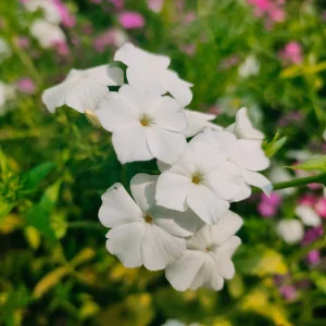 White Hardy Tall Phlox Seeds - 25 Seeds - Cold & Drought Resistant Flower - Image 20