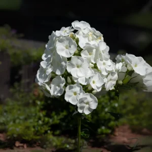 White Hardy Tall Phlox Seeds - 25 Seeds - Cold & Drought Resistant Flower - Image 3