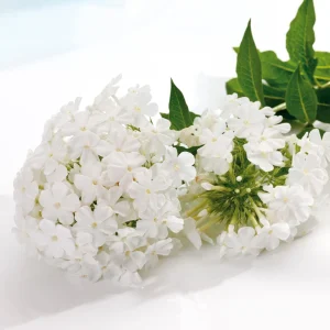 White Hardy Tall Phlox Seeds - 25 Seeds - Cold & Drought Resistant Flower - Image 4