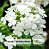 White Hardy Tall Phlox Seeds - 25 Seeds - Cold & Drought Resistant Flower - Image 1