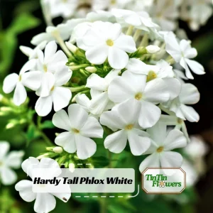 White Hardy Tall Phlox Seeds - 25 Seeds - Cold & Drought Resistant Flower - Image 1