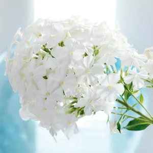 White Hardy Tall Phlox Seeds - 25 Seeds - Cold & Drought Resistant Flower - Image 5