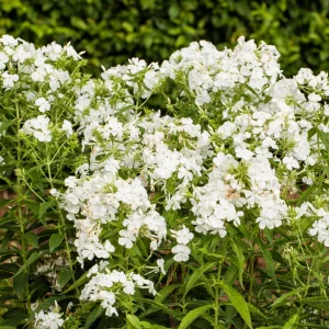 White Hardy Tall Phlox Seeds - 25 Seeds - Cold & Drought Resistant Flower - Image 6