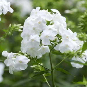 White Hardy Tall Phlox Seeds - 25 Seeds - Cold & Drought Resistant Flower - Image 7