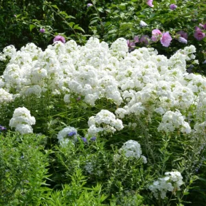 White Hardy Tall Phlox Seeds - 25 Seeds - Cold & Drought Resistant Flower - Image 8