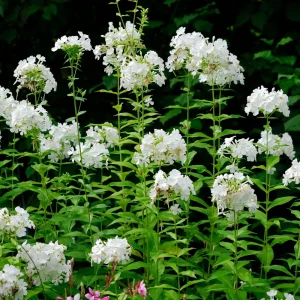 White Hardy Tall Phlox Seeds - 25 Seeds - Cold & Drought Resistant Flower - Image 9