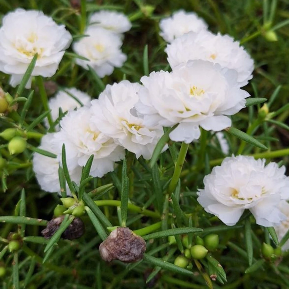 White Portulaca Grandiflora Seeds - Moss Rose Seeds - 30 Seeds - Heat & Drought Tolerant - Image 10