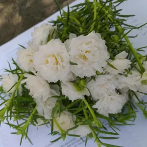 White Portulaca Grandiflora Seeds - Moss Rose Seeds - 30 Seeds - Heat & Drought Tolerant - Image 11