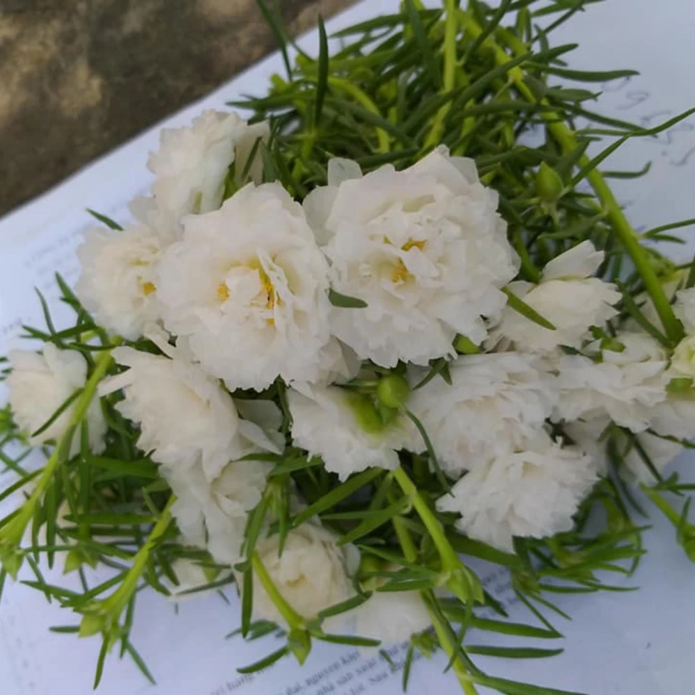 White Portulaca Grandiflora Seeds - Moss Rose Seeds - 30 Seeds - Heat & Drought Tolerant - Image 11