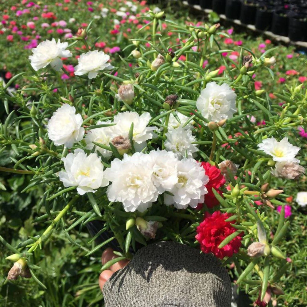 White Portulaca Grandiflora Seeds - Moss Rose Seeds - 30 Seeds - Heat & Drought Tolerant - Image 12