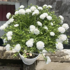 White Portulaca Grandiflora Seeds - Moss Rose Seeds - 30 Seeds - Heat & Drought Tolerant - Image 13